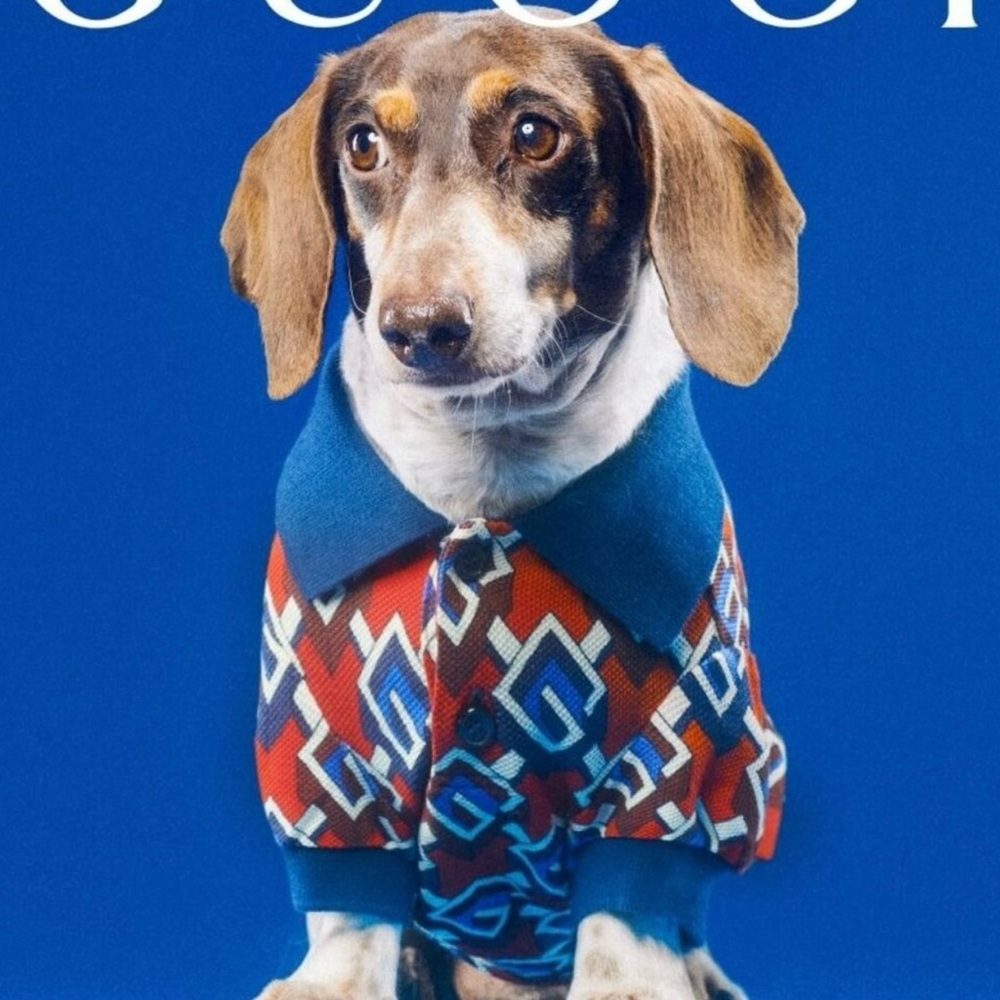 Gucci Red and Blue Geometric Dog Sweater - Picture 8 of 8